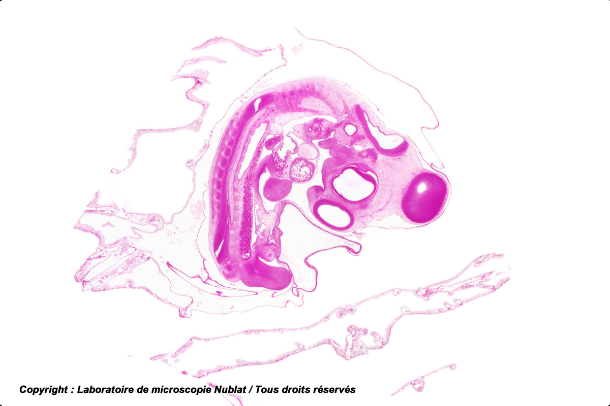 Embryon de Poulet, 72 h., CL, HE